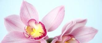 Орхидея дома: приметы и суеверия, связанные с цветком